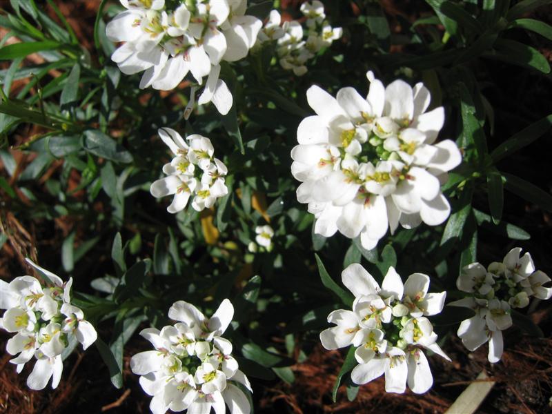 Iberis sempervirens